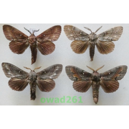 Dendrolimus pini (Linnaeus, 1758) 4xmale Poland71